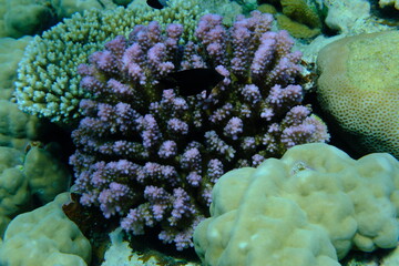 Rasp coral or cauliflower coral, knob-horned coral (Pocillopora verrucosa) undersea, Red Sea,...