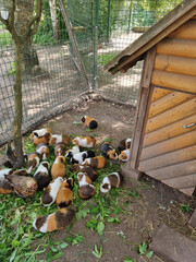 Lots of guinea pigs are eating at the zoo. Mini zoo gives shelter to the lot of guinea pigs. Freshly harvested green grass is the best food for rodents.