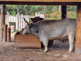 Boskarin cattle living in the enclosure. Exotic zoo inhabitants at the open-air aviary. Purebred cattle feeding. 