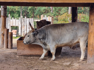 Boskarin cattle living in the enclosure. Exotic zoo inhabitants at the open-air aviary. Purebred cattle feeding. 