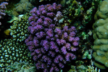 Rasp coral or cauliflower coral, knob-horned coral (Pocillopora verrucosa) undersea, Red Sea, Egypt, Sharm El Sheikh, Montazah Bay
