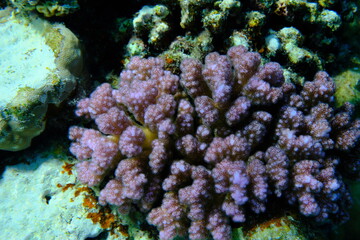 Rasp coral or cauliflower coral, knob-horned coral (Pocillopora verrucosa) undersea, Red Sea, Egypt, Sharm El Sheikh, Montazah Bay