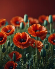 Obraz premium Vivid Orange Poppies Bloom in Field of Green