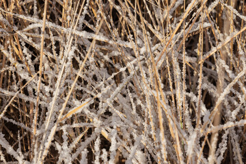 Dry reed covered with snow on a winter day, close-up photo