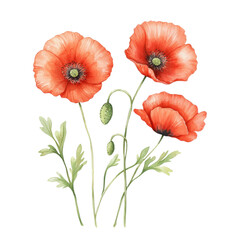 Obraz premium Three vibrant red poppy flowers with green leaves and buds, white background, transparent background.