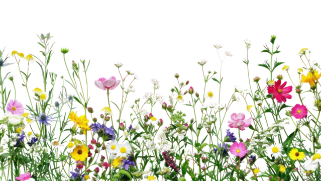 PNG Colorful wildflowers on white background