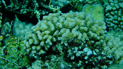 Rasp coral or cauliflower coral, knob-horned coral (Pocillopora verrucosa) undersea, Red Sea,...