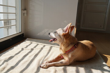 Happy dog. brown color of senior Miniature Pinscher. Relaxing and crouching while sunbathing at home. Animal portrait in sunlight and warm tone with copy space. Mental health and pet care.