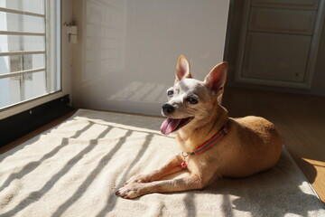 Happy dog. brown color of senior Miniature Pinscher. Relaxing and crouching while sunbathing at home. Animal portrait in sunlight and warm tone with copy space. Mental health and pet care.