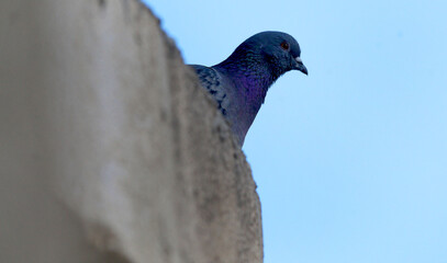 A dove stands on the window ledge of the house in the morning