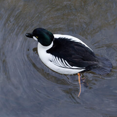 Bucephala clangula - Male Goldeneye Duck top view. Black head, greenish gloss and circular white patch below eyes
