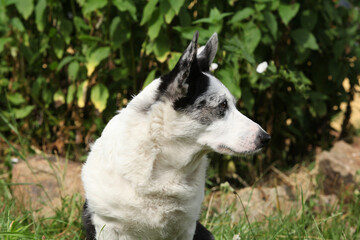 Cardigan Welsh Corgi in the garden