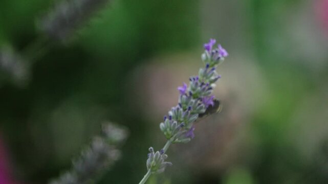 Bumblebee fly off from a purple flower.