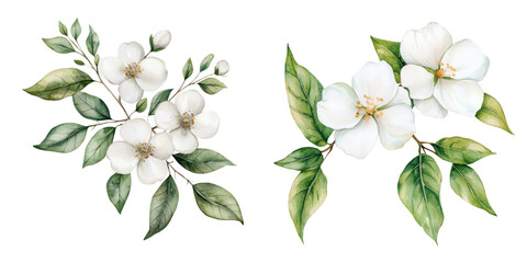 Obraz premium Delicate white flowers with lush green leaves, arranged in elegant clusters, showcasing natural beauty and intricacy, white background, transparent background.