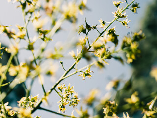 Tree branch