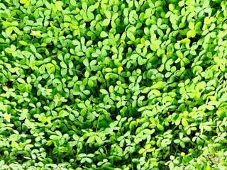 Beautiful, cute small flower and green leaves in the garden. background, small yellow, green leaf...