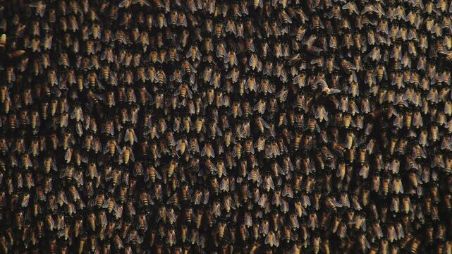 Giant honey bees at their beehive.