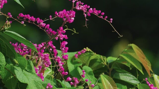 Group of bees feeding on pink flowers of creeper plant.