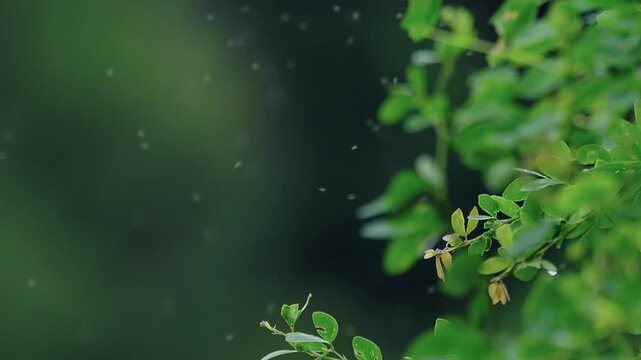 Flying insects buzzing in the air.