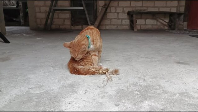 Orange cat enjoying the roots of the Acalypha indica plant