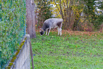 Horned cow of breed Rätisches Grauvieh on meadow at Swiss City of Zürich on an autumn day. Photo taken November 16th, 2024, Zurich, Switzerland.
