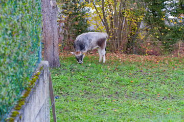 Horned cow of breed Rätisches Grauvieh on meadow at Swiss City of Zürich on an autumn day. Photo taken November 16th, 2024, Zurich, Switzerland.