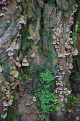 Turkey-Tail on bark (Trametes versicolor)