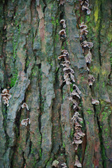 Turkey-Tail on bark (Trametes versicolor)