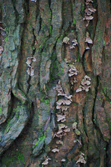 Turkey-Tail on bark (Trametes versicolor)