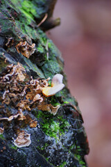 Sulfur Tuft or Clustered Woodlover (Hypholoma fasciculare)
