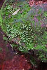 moss on a tree
