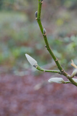 cucumber tree, cucumber magnolia, or blue magnolia (Magnolia acuminata)