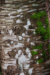 silver birch, warty birch, European white birch, or East Asian white birch (Betula pendula)