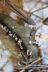 Dead Man's Fingers Fungi (Xylaria)