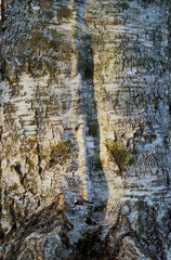 silver birch, warty birch, European white birch, or East Asian white birch (Betula pendula)