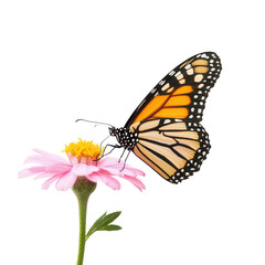 Fototapeta premium Butterfly feeding on pink flower nature scene close-up photography bright environment macro view graceful beauty