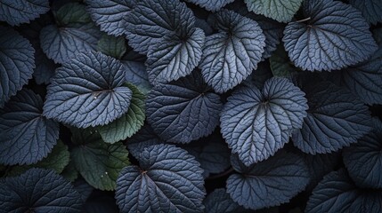 Close-up view of dark purple and green leaves densely packed together.