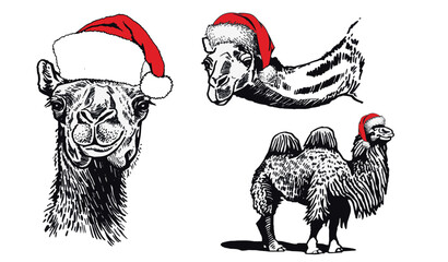 Graphical set of camels in red Santa Claus hats on white background,vector illustration.	