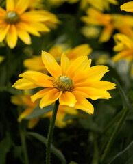 Vibrant Heliopsis helianthoides, also known as false sunflower, showcases its stunning blooms.