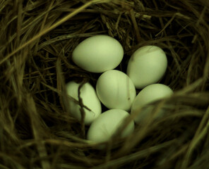 Top view of bird eggs, in a nest made of wooden branches