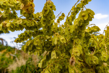 Elephant's foot plant flower blossom (Beaucarnea recurvata or Nolina recurvata)