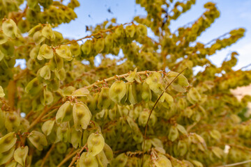 Elephant's foot plant flower blossom (Beaucarnea recurvata or Nolina recurvata)