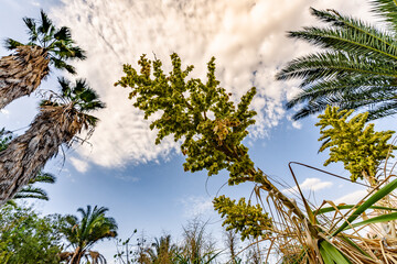 Elephant's foot plant flower blossom (Beaucarnea recurvata or Nolina recurvata) in backlit sunlight