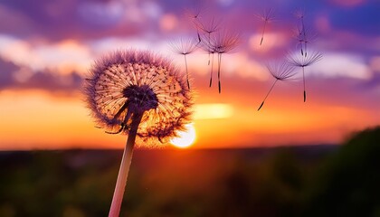A dandelion with seeds blowing away against a colorful sunset sky.