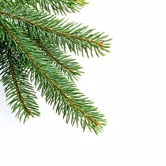 Fototapeta premium A green pine tree branch with a white background