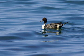 Wildlife - Birds. The Northern Pintail (Anas acuta) lives in wetlands such as sheltered deltas, salt marshes, shallow waters and coastal lagoons. It feeds on aquatic vegetation.