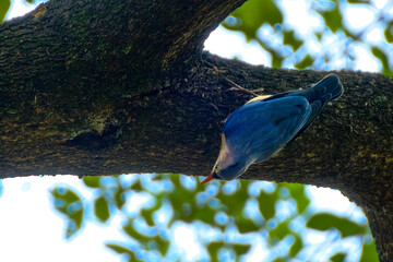 Velvet-fronted Nuthatch