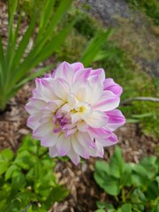 Pink Dahlia Flower