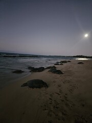 Sleeping Full Moon Sea Turtles