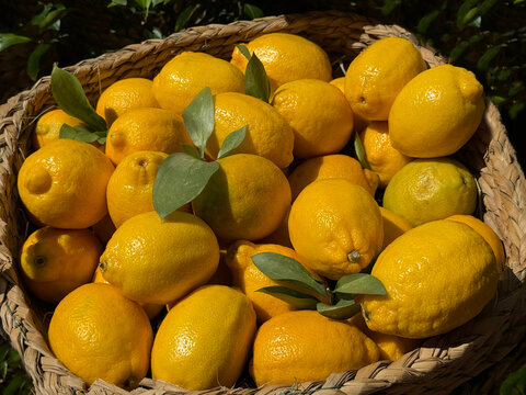 Lemons yellow ripe mediterranean fruits in basket.